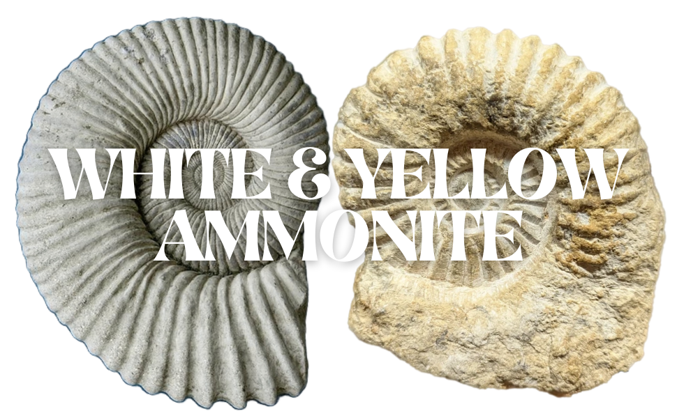 White & Yellow Ammonite