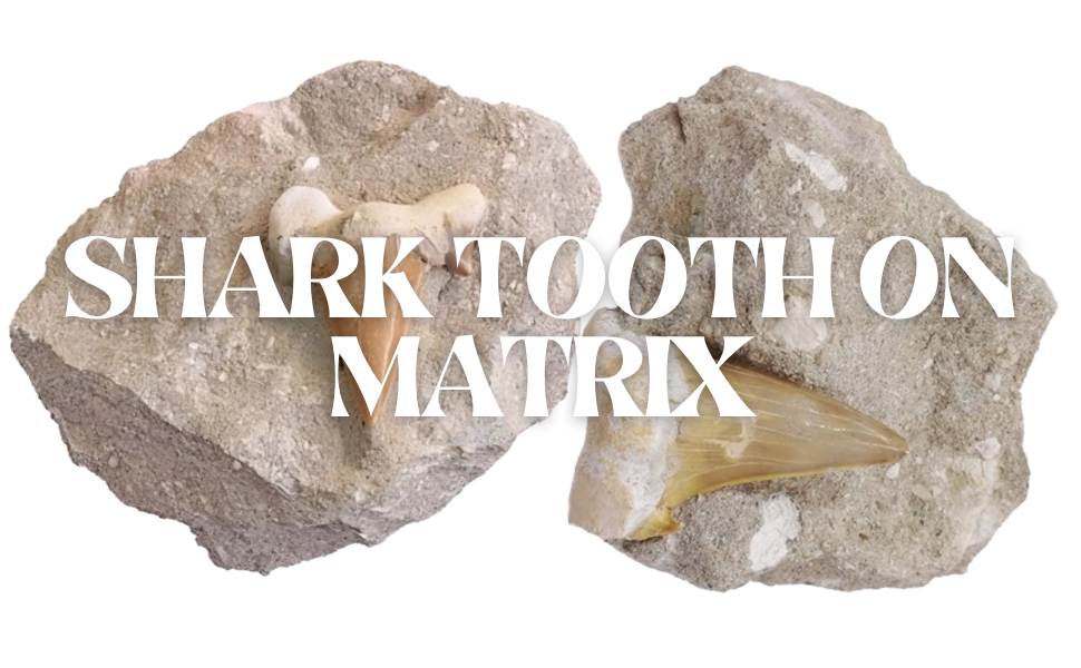 Shark Tooth On Matrix