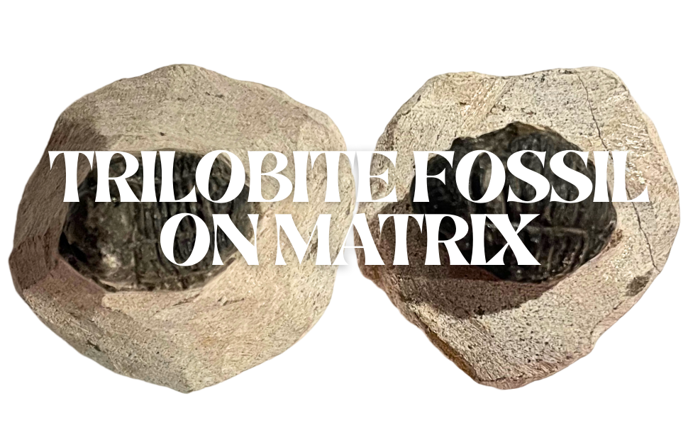 Trilobite Fossil On Metrix
