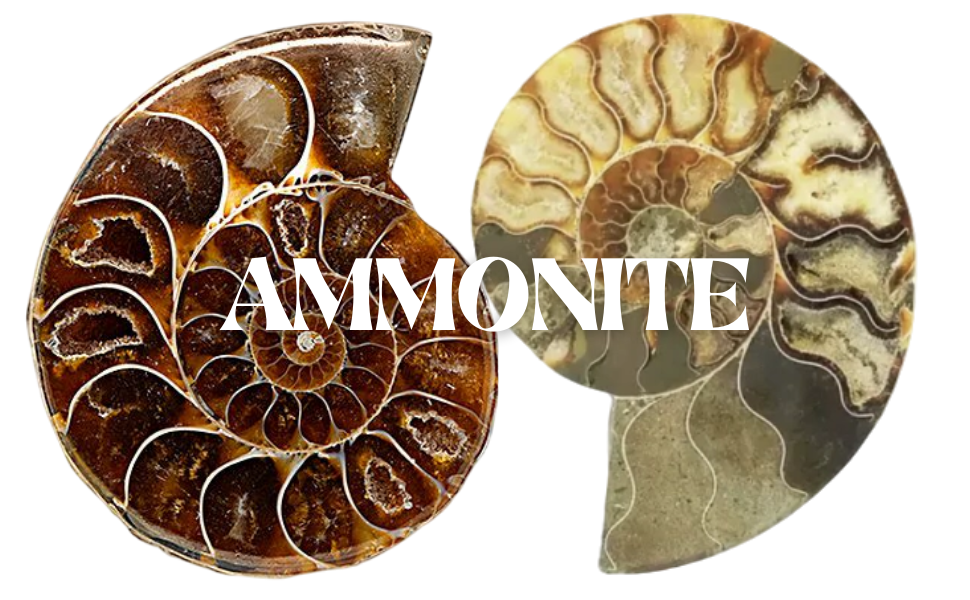 Ammonite
