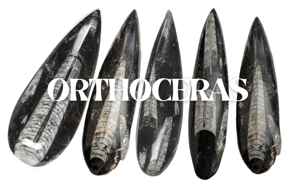 Orthoceras