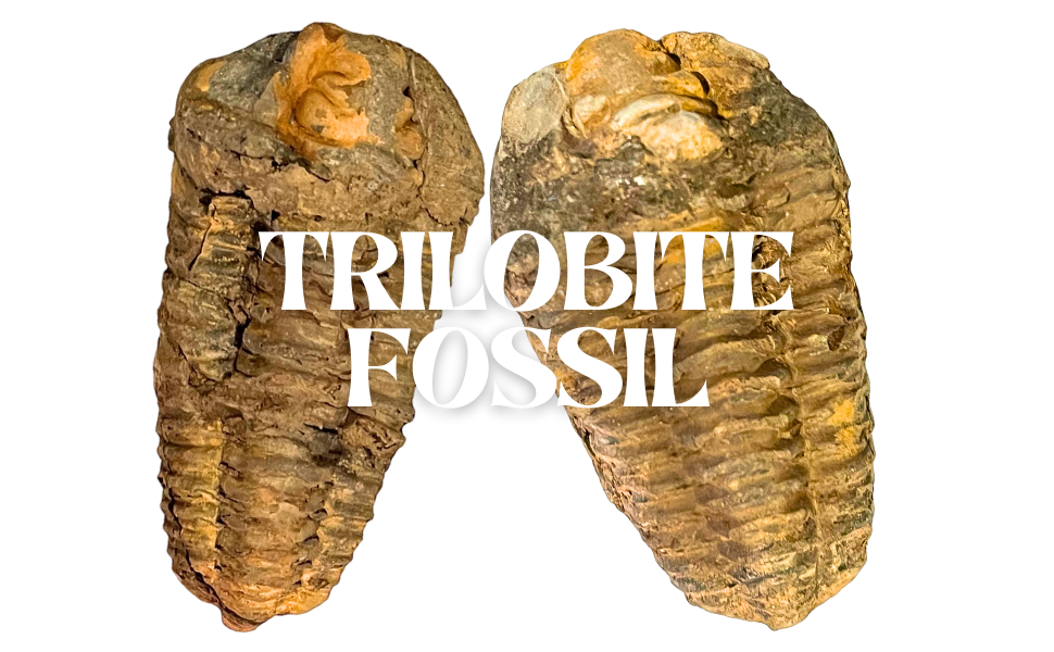 Trilobite