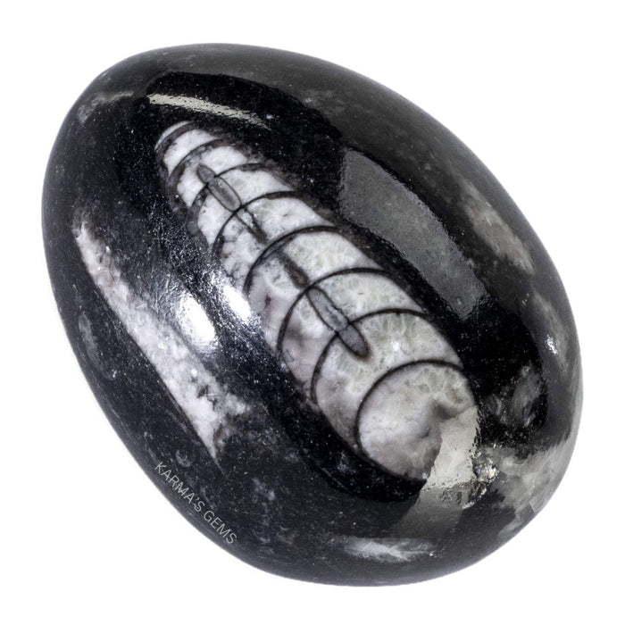 ORTHOCERAS EGG