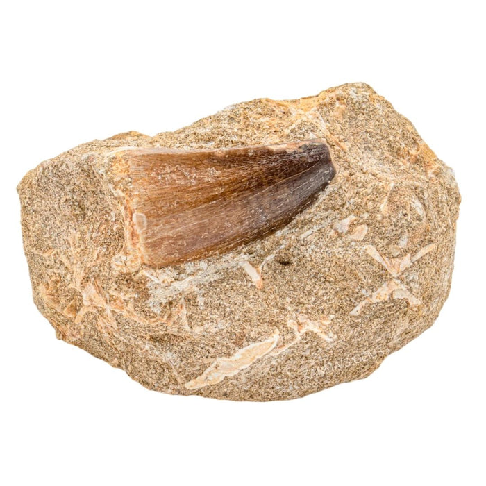JURASSIC CROCODILE TOOTH ON MATRIX