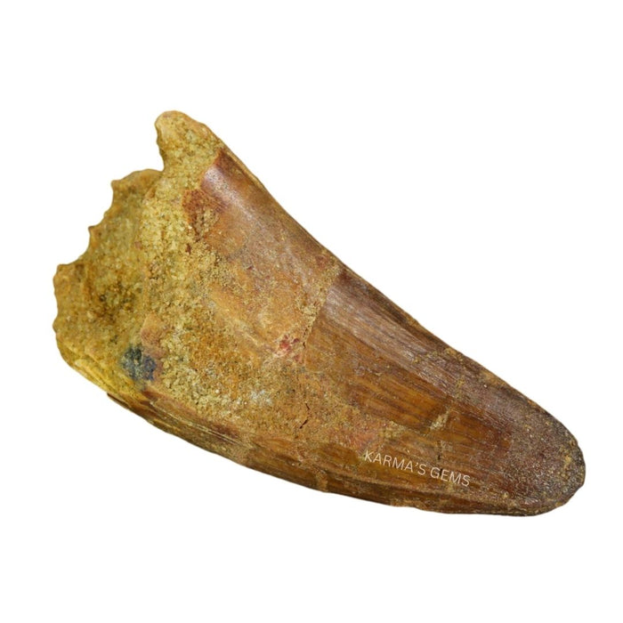 1" TO 1.5" CROCODILE TOOTH