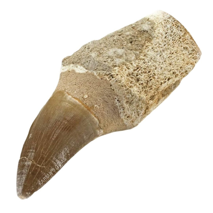 MOSASAUR TOOTH