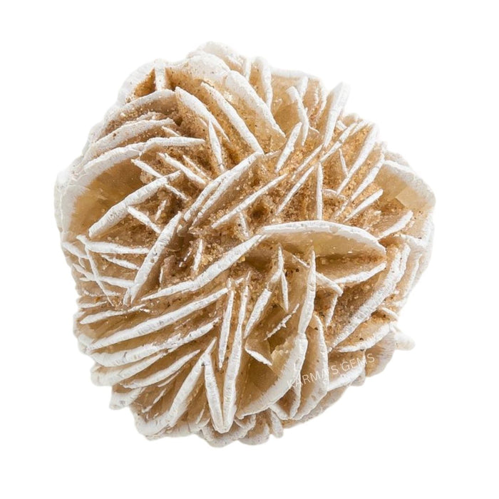 DESSERT ROSE