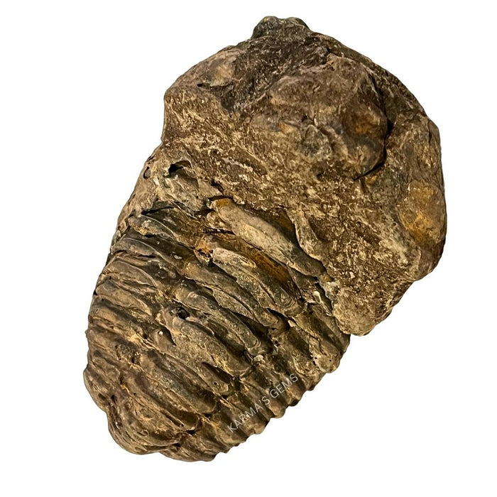 2" TO 3"TRILOBITE FOSSIL