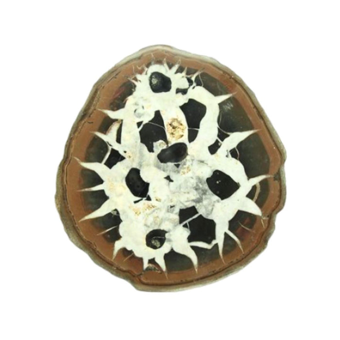 1.5" SEPTARIAN NODULE