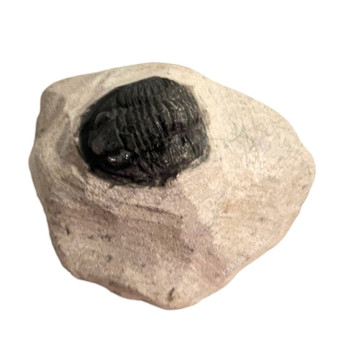 1.5" TRILOBITE FOSSIL ON METRIX