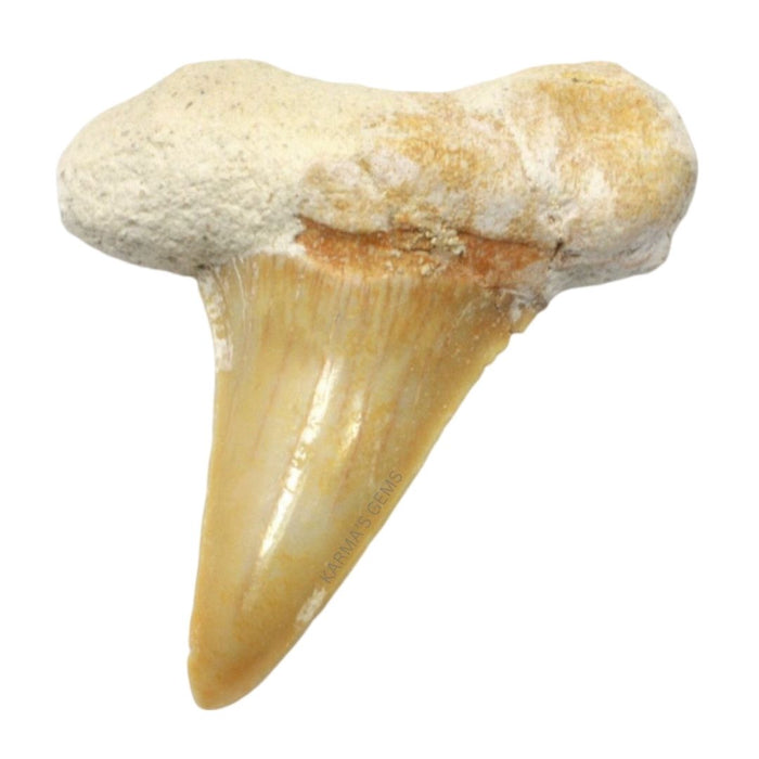 2" BIG SHARK TOOTH
