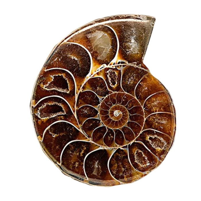 SMALL AMMONITE