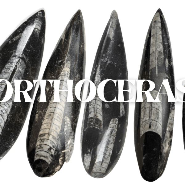 Orthoceras