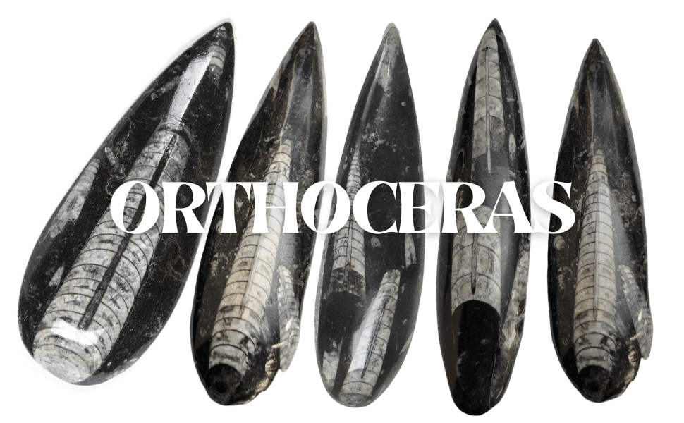 Orthoceras
