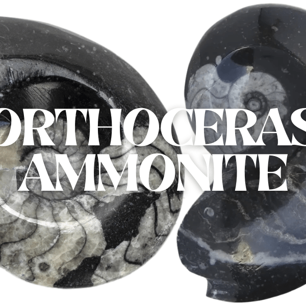 Orthoceras Ammonite