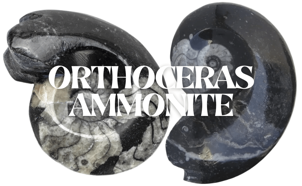 Orthoceras Ammonite
