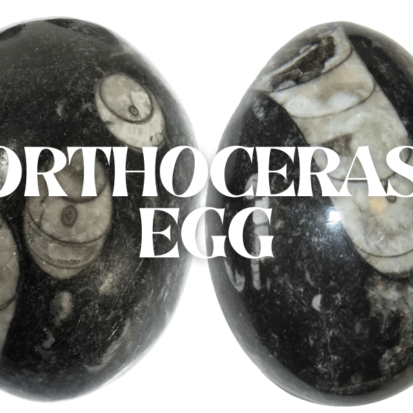 Orthoceras Egg