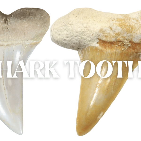 Shark Tooth