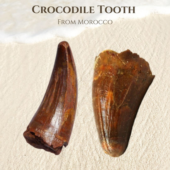 1" TO 1.5" CROCODILE TOOTH