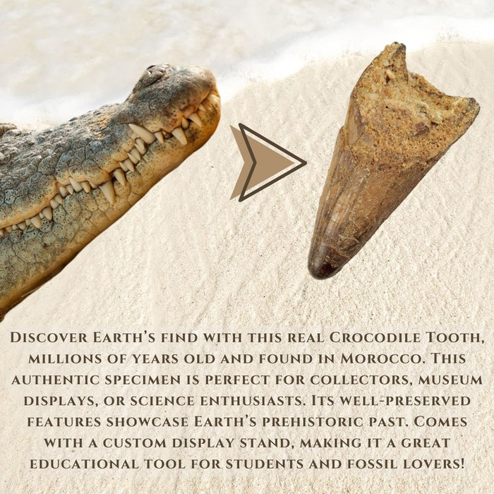 1" TO 1.5" CROCODILE TOOTH