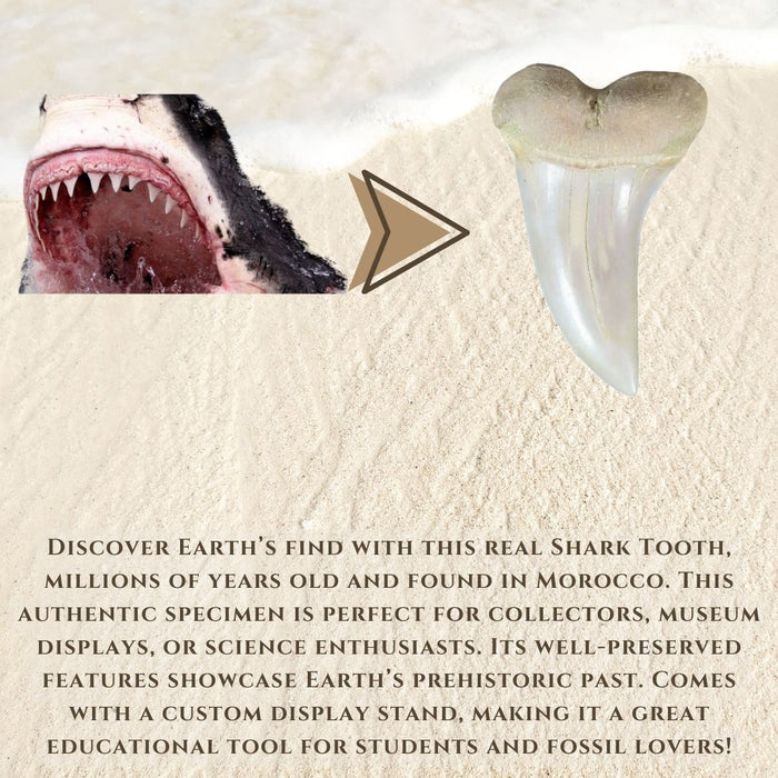 1" TO 1.5" SMALL SHARK TOOTH