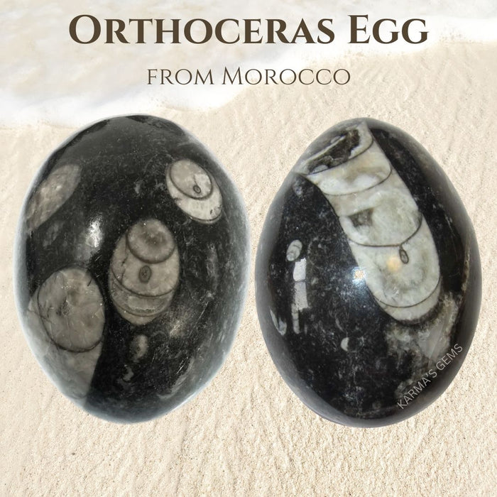 ORTHOCERAS EGG