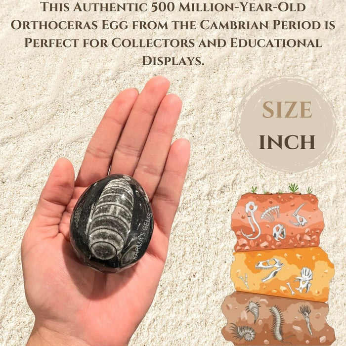 ORTHOCERAS EGG