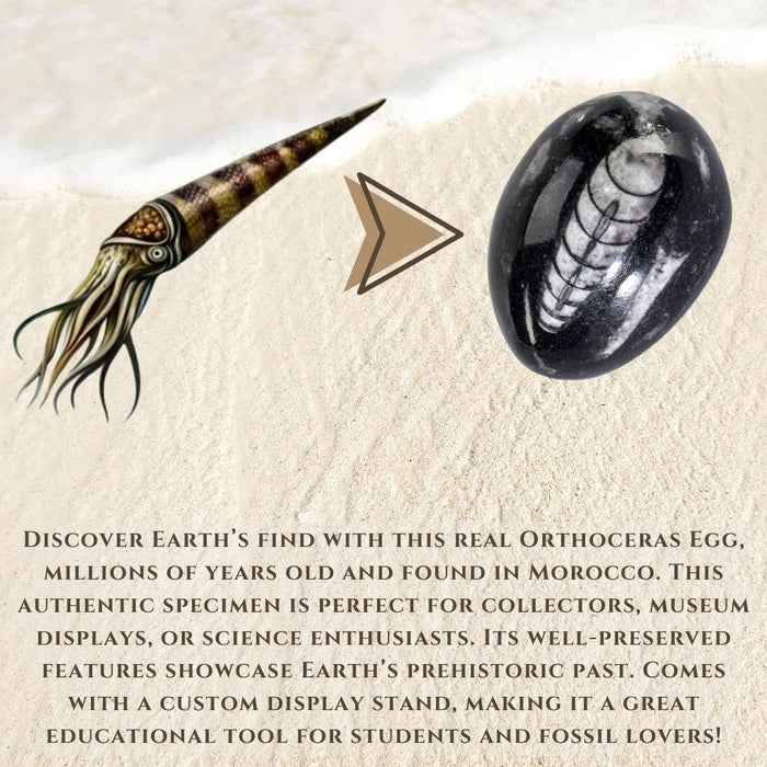 ORTHOCERAS EGG