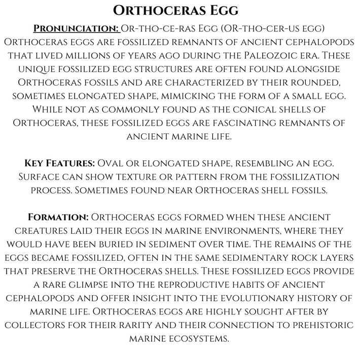 ORTHOCERAS EGG