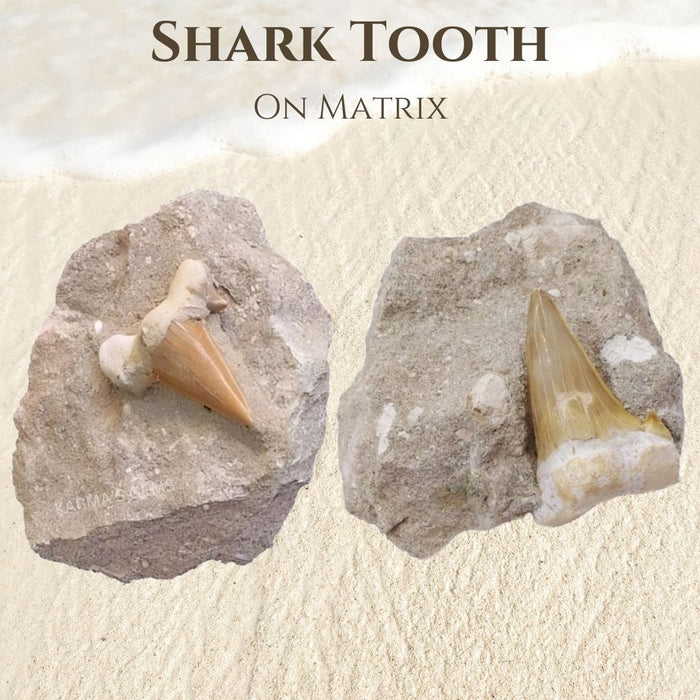 2" TO 3" SHARK TOOTH ON MATRIX