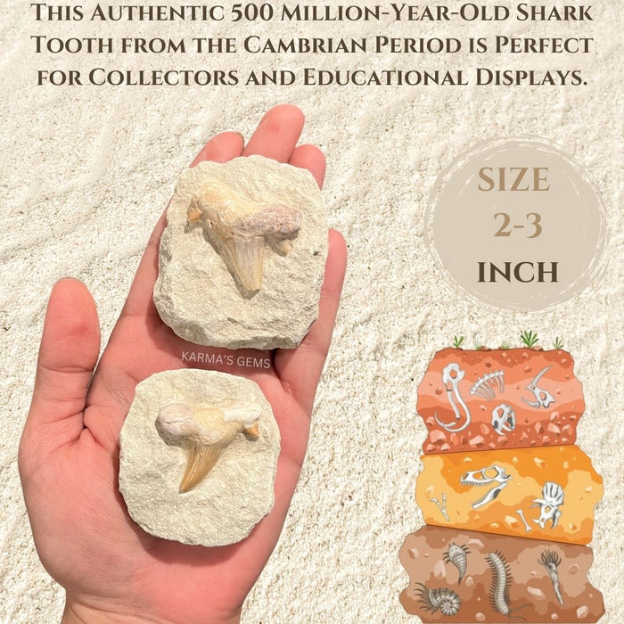 2" TO 3" SHARK TOOTH ON MATRIX