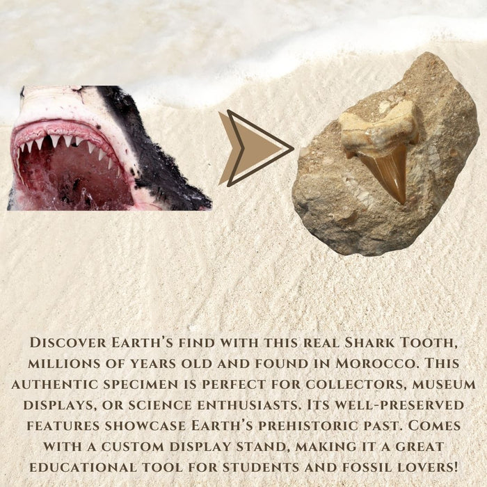 2" TO 3" SHARK TOOTH ON MATRIX