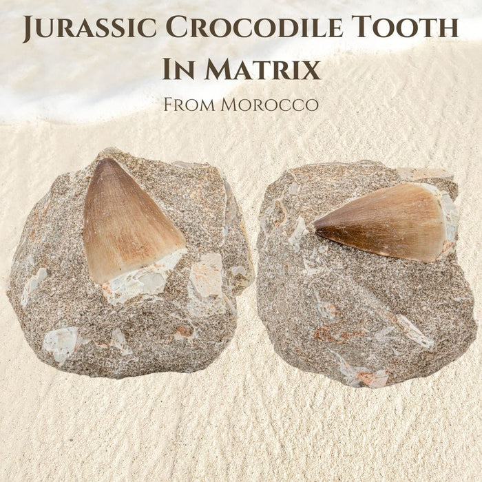 JURASSIC CROCODILE TOOTH ON MATRIX