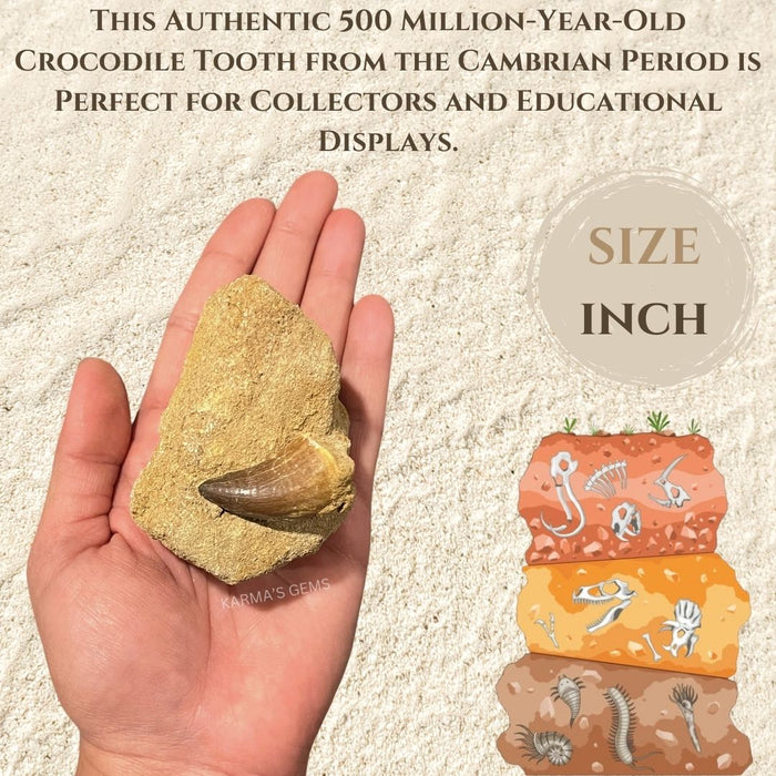 JURASSIC CROCODILE TOOTH ON MATRIX