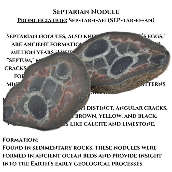 1.5" SEPTARIAN NODULE