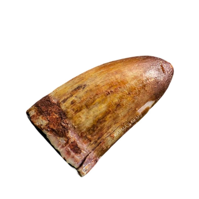 15 TO 25 MM CROCODILE TOOTH