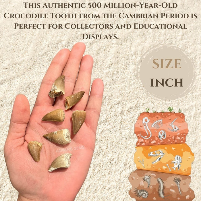15 TO 25 MM CROCODILE TOOTH