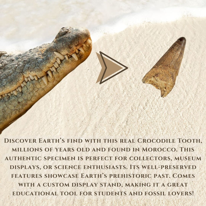 15 TO 25 MM CROCODILE TOOTH