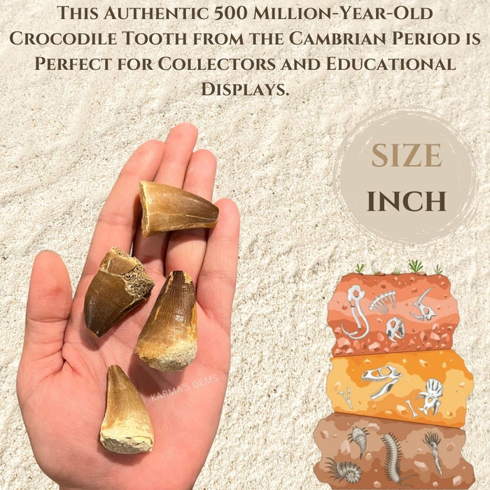 1" TO 1.5" CROCODILE TOOTH