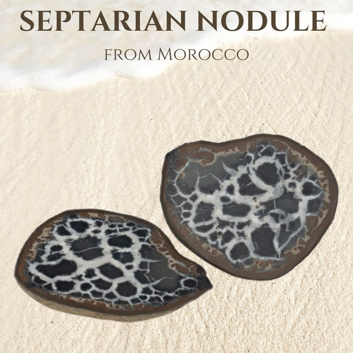 2" SEPTARIAN NODULE