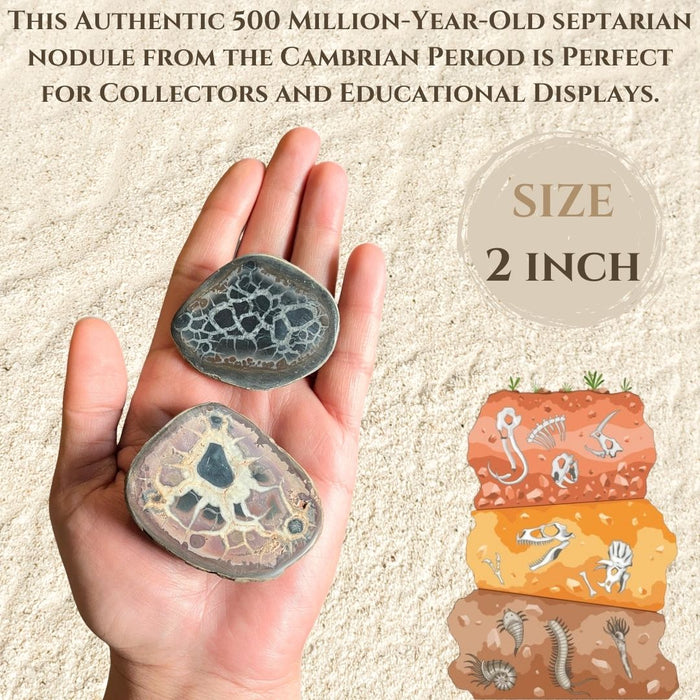 2" SEPTARIAN NODULE