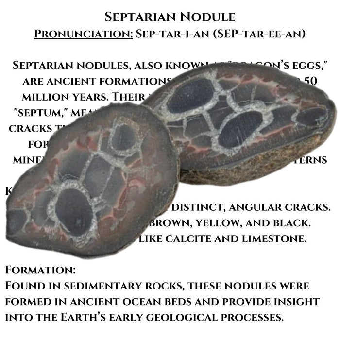 2" SEPTARIAN NODULE