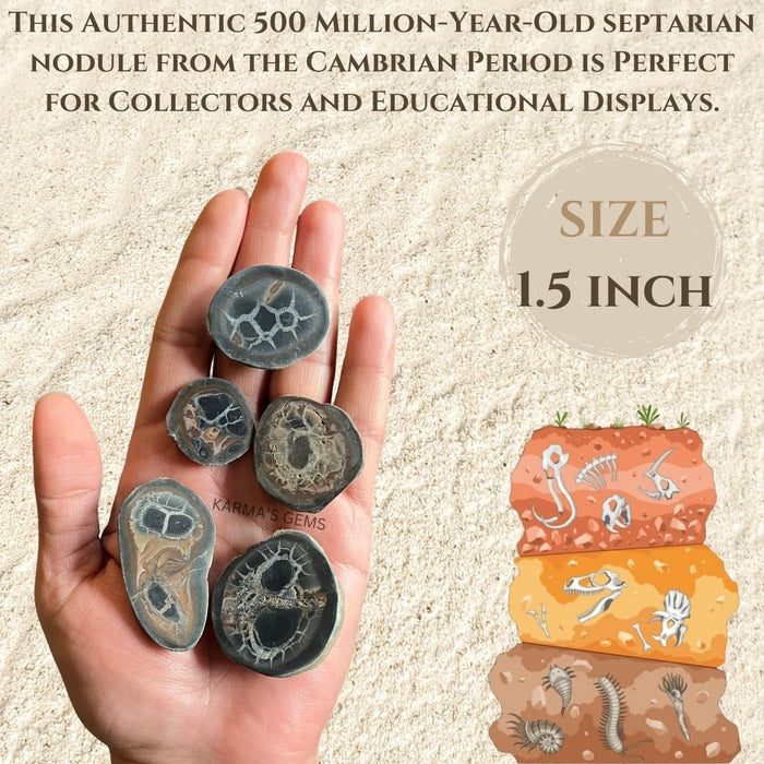 1.5" SEPTARIAN NODULE