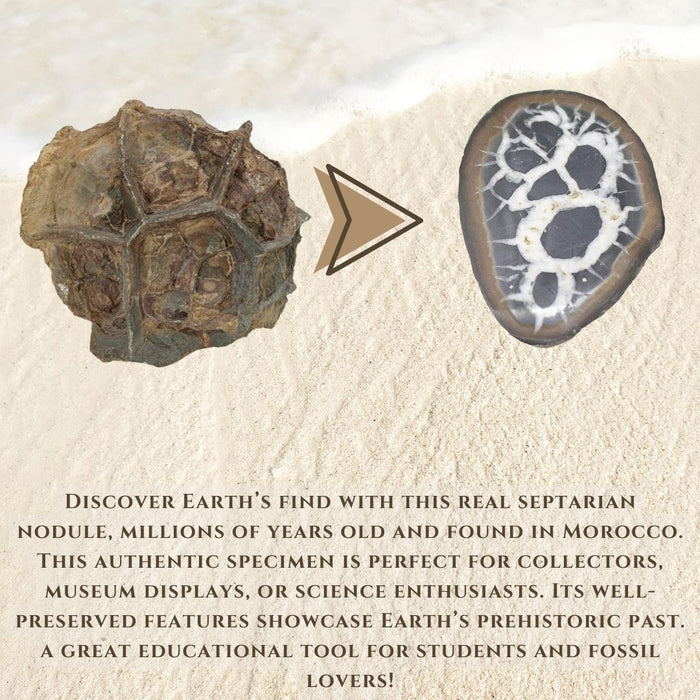 1.5" SEPTARIAN NODULE