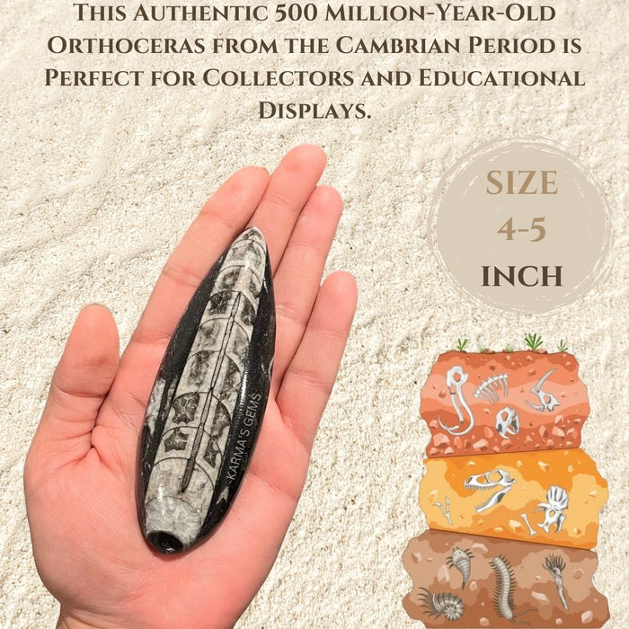4" to 5" ORTHOCERAS