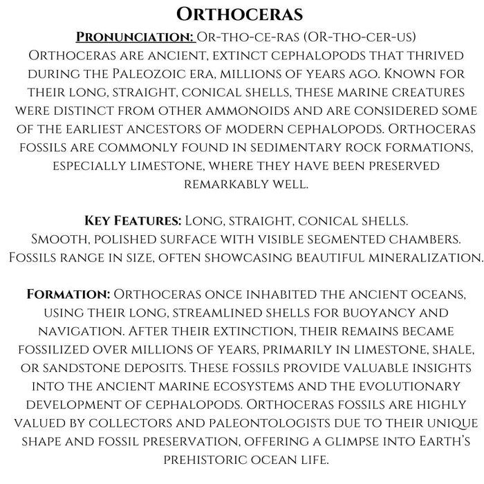 4" to 5" ORTHOCERAS