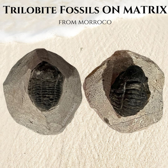1.5" TRILOBITE FOSSIL ON METRIX