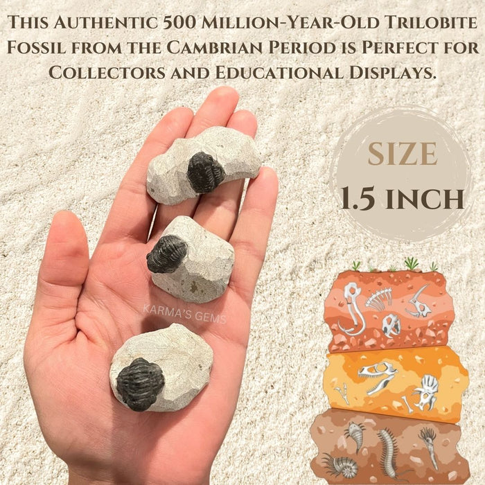 1.5" TRILOBITE FOSSIL ON METRIX
