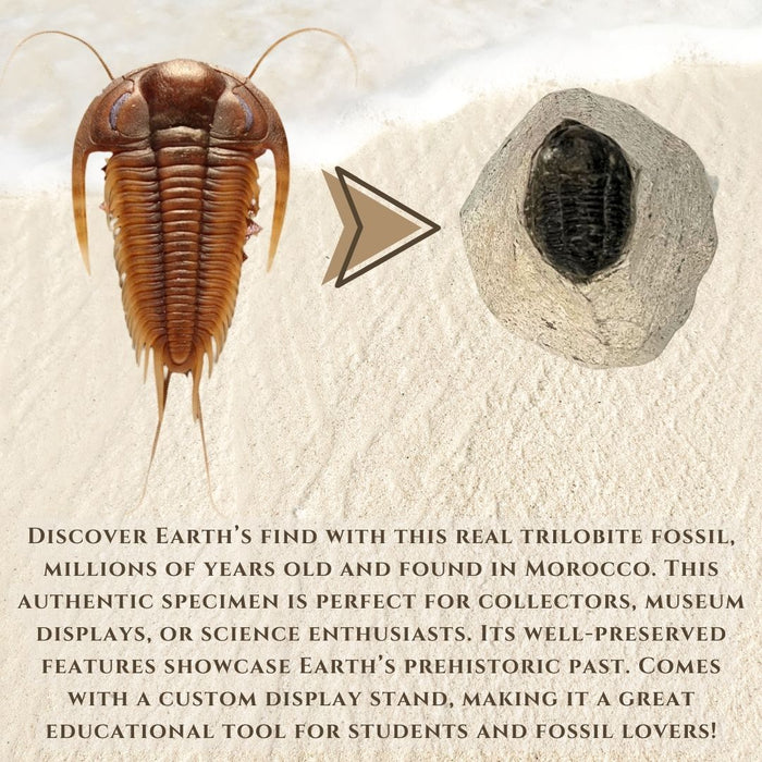 1.5" TRILOBITE FOSSIL ON METRIX