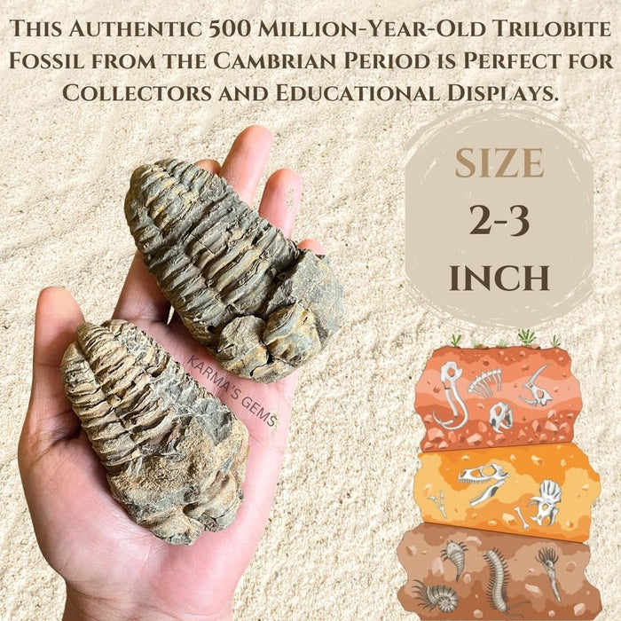 2" TO 3"TRILOBITE FOSSIL